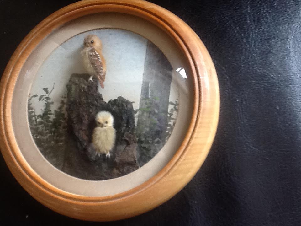 Tawny Owls (5-inch)